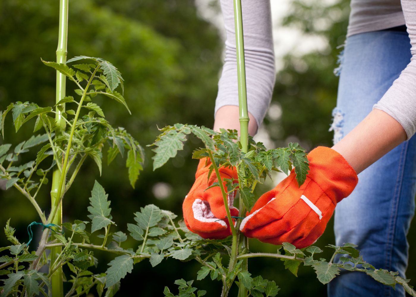 Comment faire pousser des tomates avec un tuteur tomate